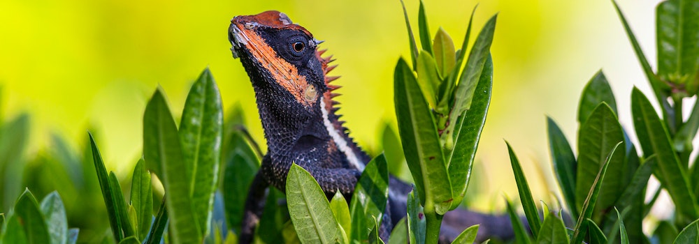 Troubleshooting Humidity Issues in Your Bearded Dragon's Tank - ABDRAGONS