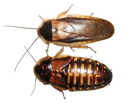 Dubia Roaches