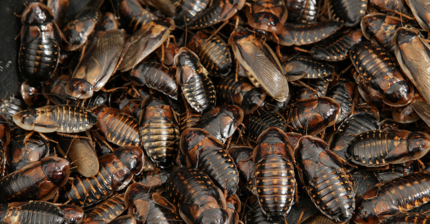 The Ultimate Guide for Purchasing Dubia Roaches and Using them for